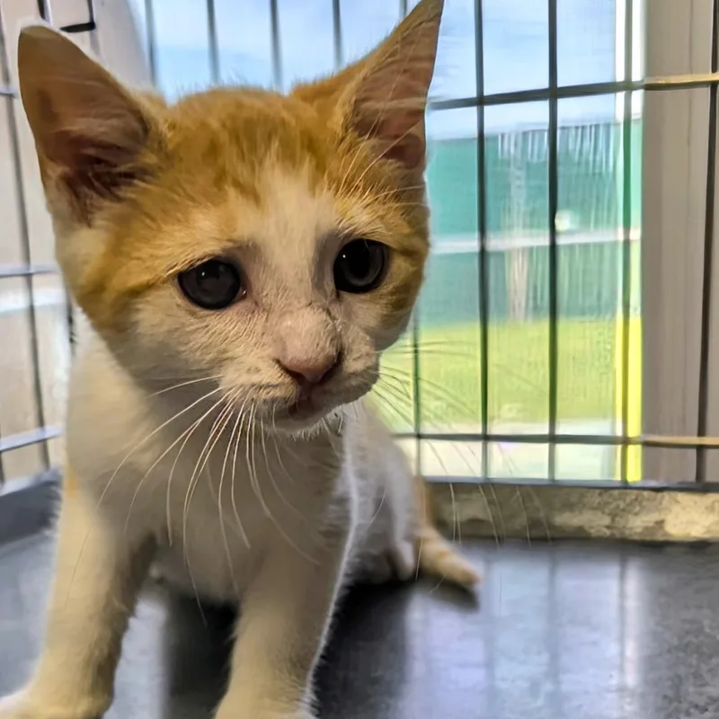 A baby small-sized female Orange & White Domestic Short Hair cat named Meadow for adoption in West Jefferson, OH
