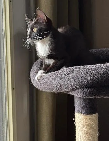 Figaro