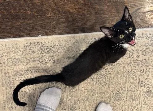 Figaro thumbnail 2