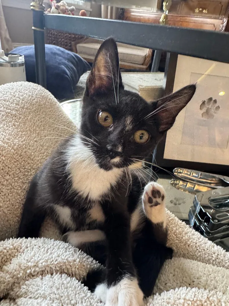 Figaro thumbnail 4