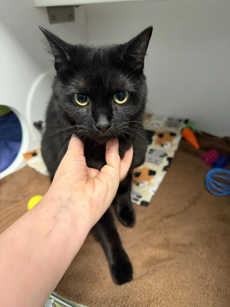 A young small-sized male Domestic Short Hair cat named Ziggy for adoption in Cape Coral, FL