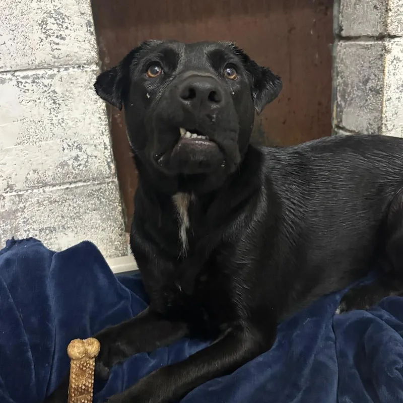 An adult medium-sized female Black Labrador Retriever dog named Sansa for adoption in Springtown, TX