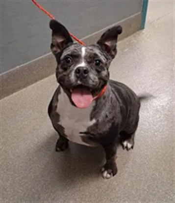 An adult medium-sized male Pit Bull Terrier dog named Rocky for adoption in Las Vegas, NV