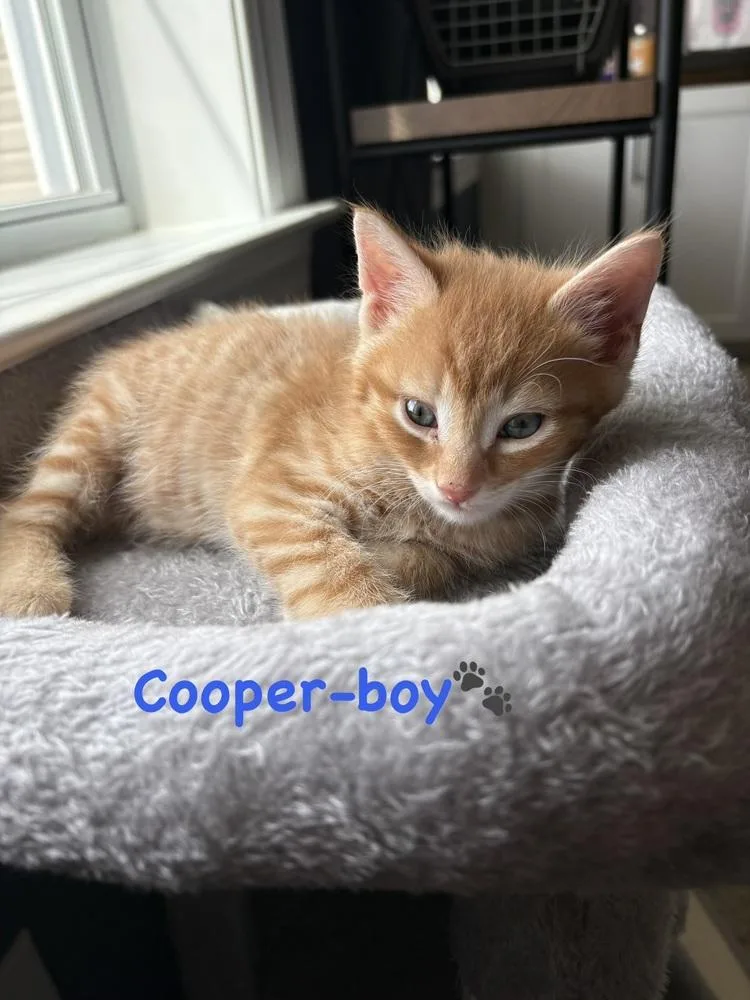 Cooper