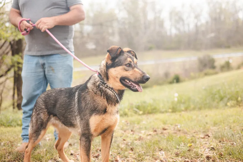 An adult medium-sized male Black German Shepherd Dog dog named Maverick Transport for adoption in Gradyville, KY