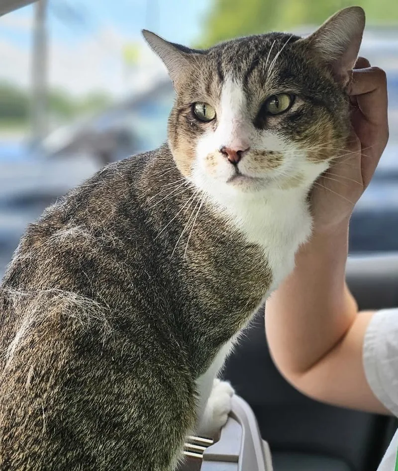 An adult large-sized male Brown / Chocolate Domestic Short Hair cat named Faroe for adoption in Herndon, VA