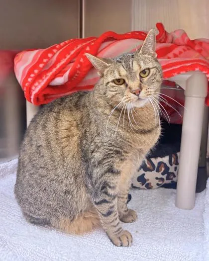 A senior large-sized female Domestic Short Hair cat named Dq for adoption in Missoula, MT