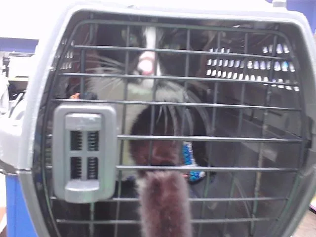 A young small-sized male Domestic Short Hair cat named Farkle for adoption in Omaha, NE