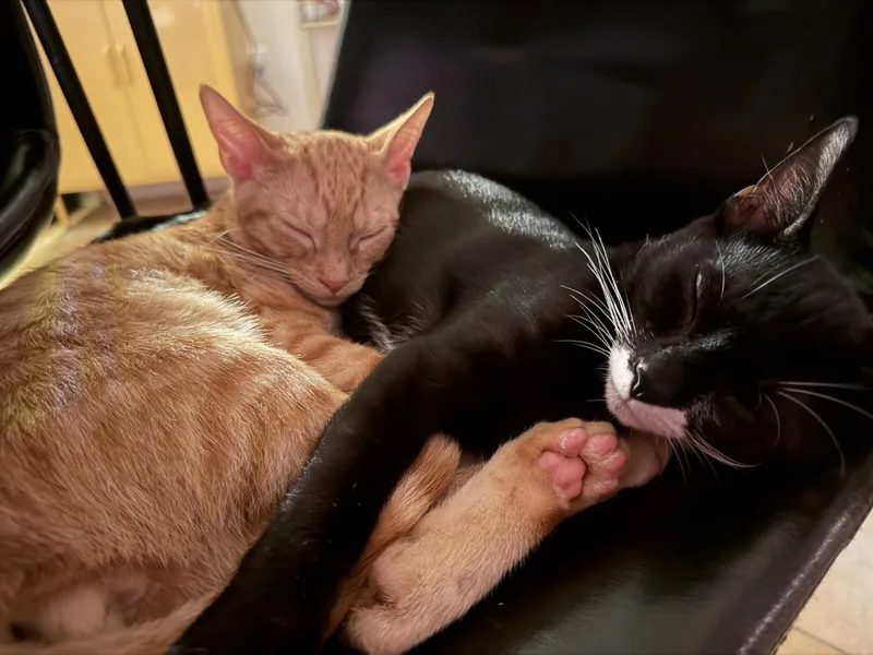 A baby medium-sized male Tabby (Orange / Red) Domestic Short Hair cat named Tucker for adoption in Jersey City, NJ