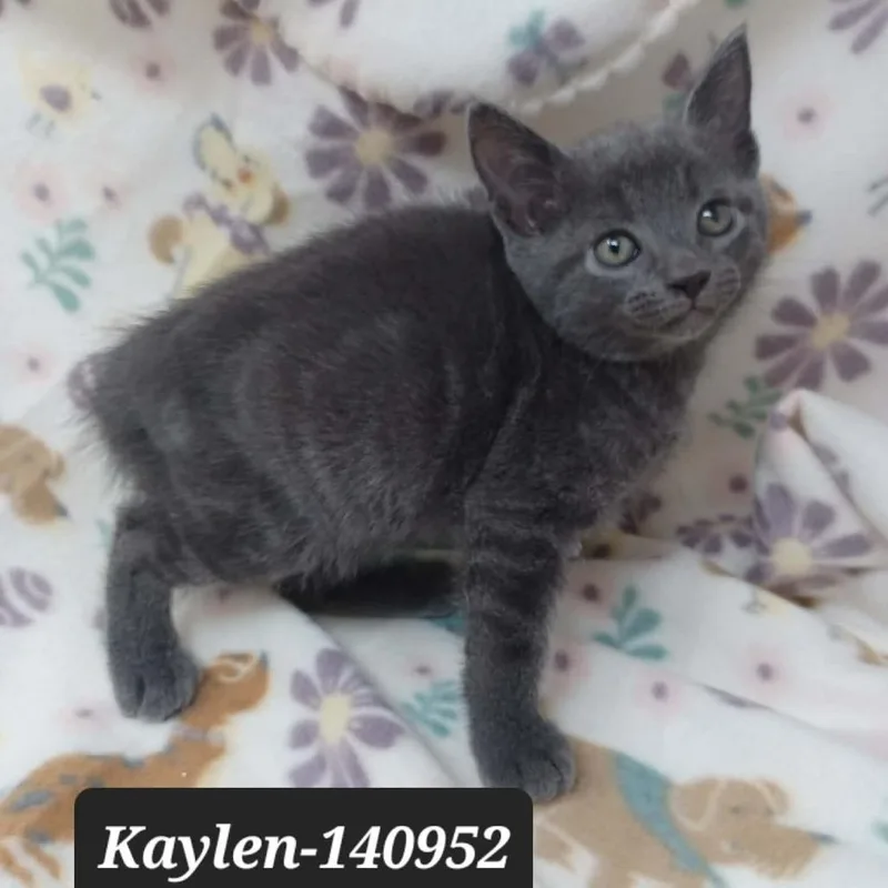 A baby small-sized female Domestic Short Hair cat named Kaylen for adoption in New Tazewell, TN