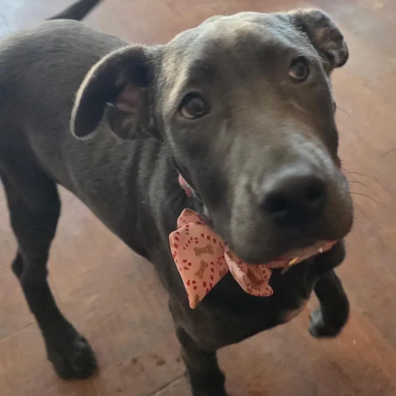 A baby small-sized female Mixed Breed dog named Martina Mcbride for adoption in Klamath Falls, OR