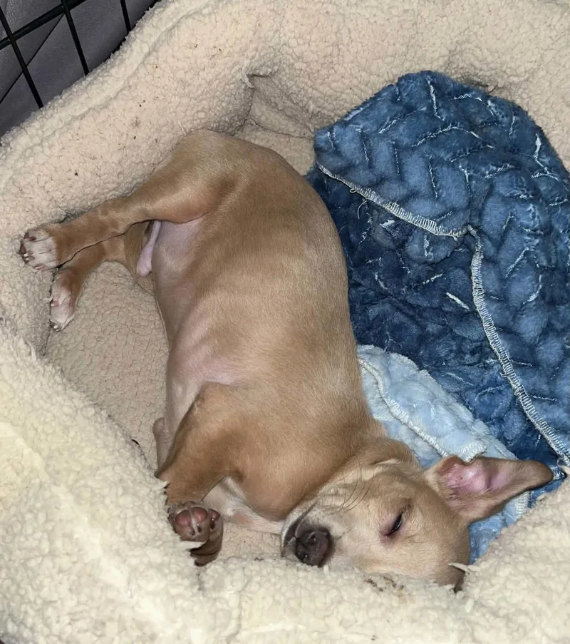 A baby small-sized male Chihuahua dog named Stuart for adoption in Visalia, CA