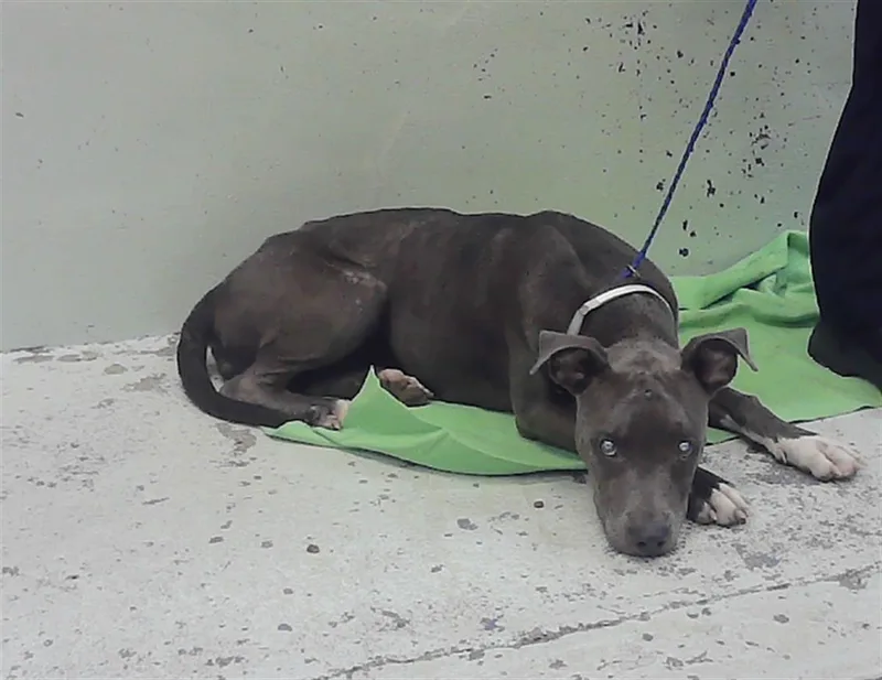 A young medium-sized female Staffordshire Bull Terrier dog named Lana for adoption in Houston, TX