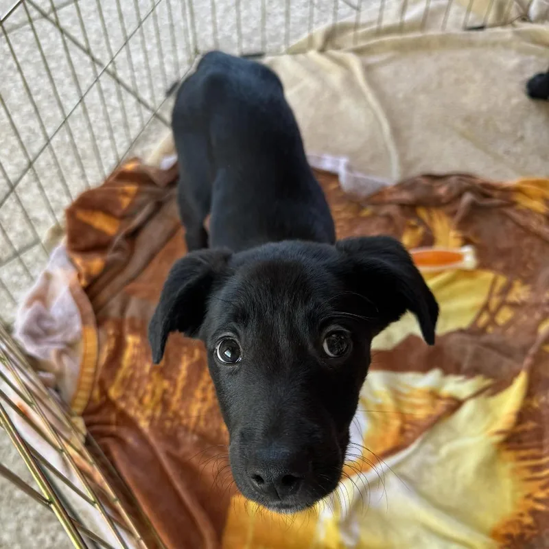 A baby small-sized male Black Mixed Breed dog named Bruce for adoption in Saint Charles, MO