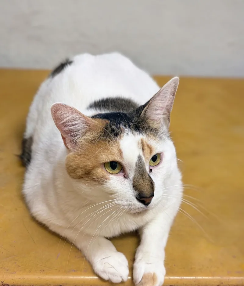 Tater Tot thumbnail 4