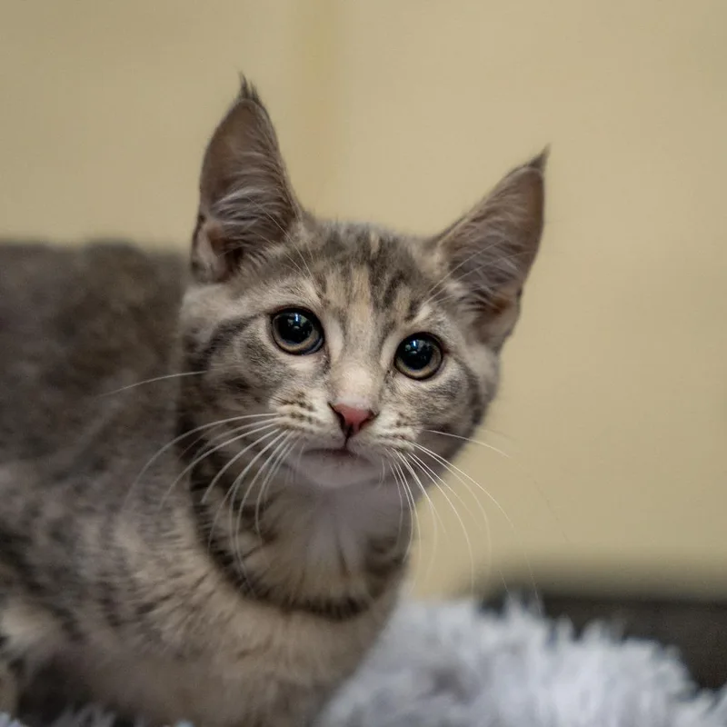 A baby small-sized female Gray / Blue / Silver Domestic Short Hair cat named Velma for adoption in Gainesville, GA