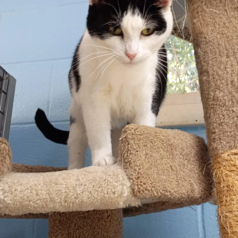 An adult medium-sized female Domestic Short Hair cat named Thelma for adoption in Carthage, NC