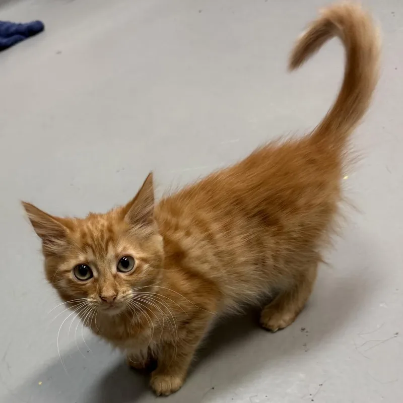 Delilah
