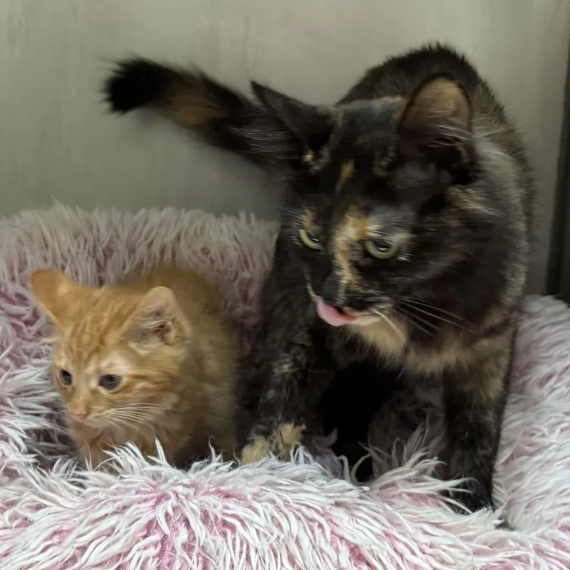 Delilah thumbnail 2