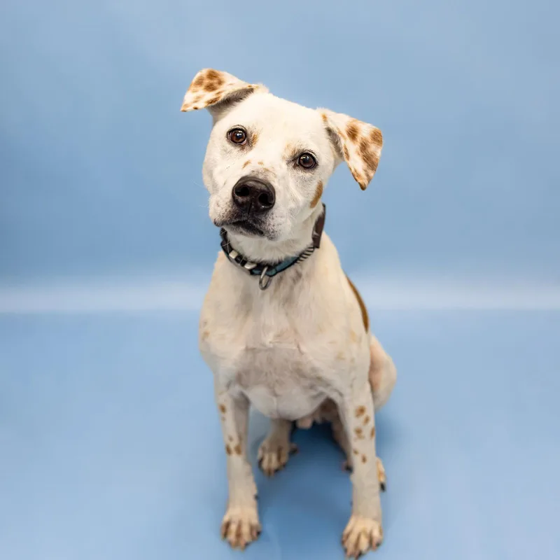 An adult medium-sized male Pit Bull Terrier dog named Fedele for adoption in Alpharetta, GA