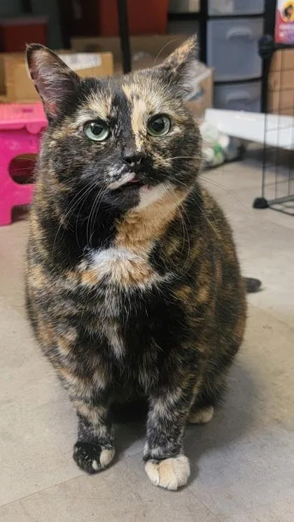 An adult small-sized female Domestic Short Hair cat named Whiskers for adoption in West Chester, PA
