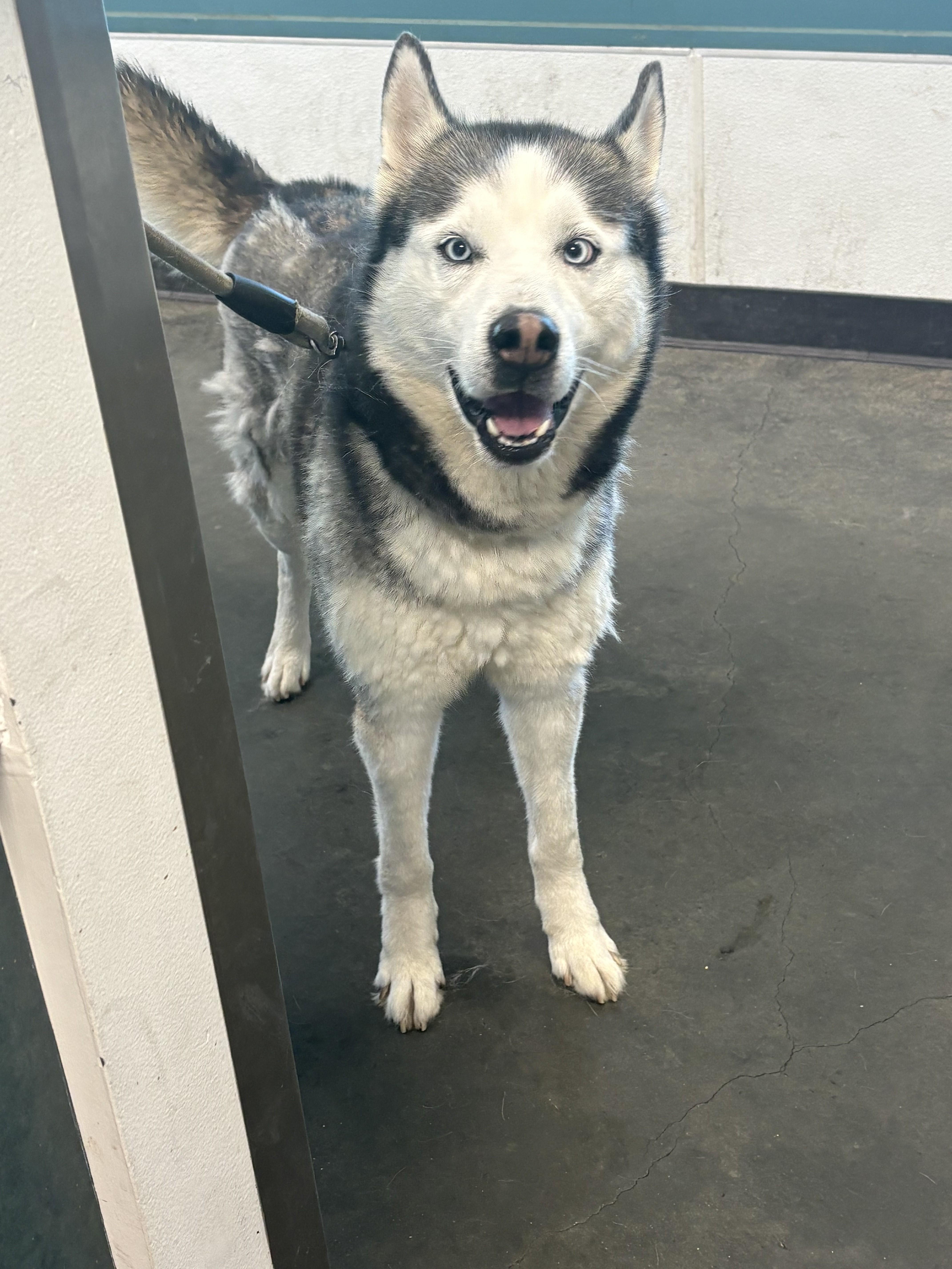 An adult large-sized male Siberian Husky dog named Rocky for adoption in Chatsworth, CA
