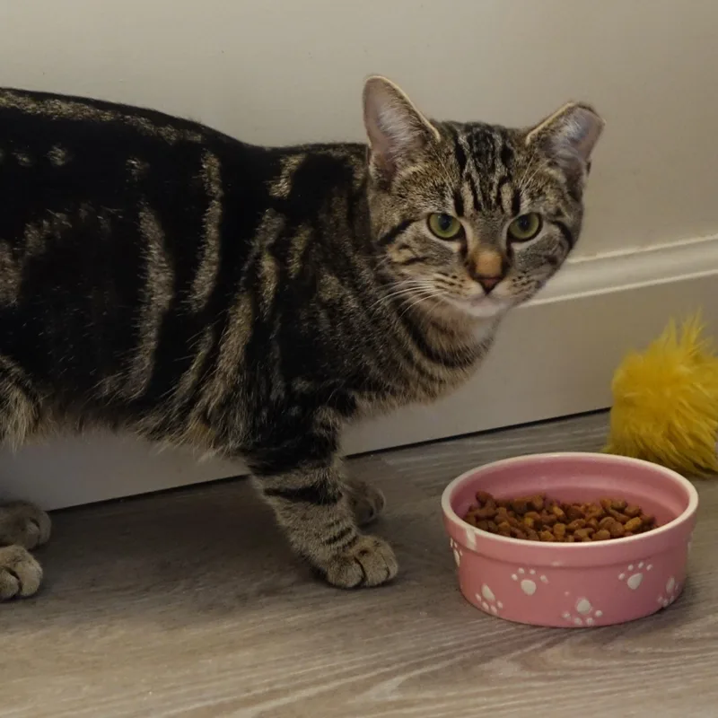 A young medium-sized female Tabby (Brown / Chocolate) Domestic Short Hair cat named Peggy for adoption in Cincinnati, OH