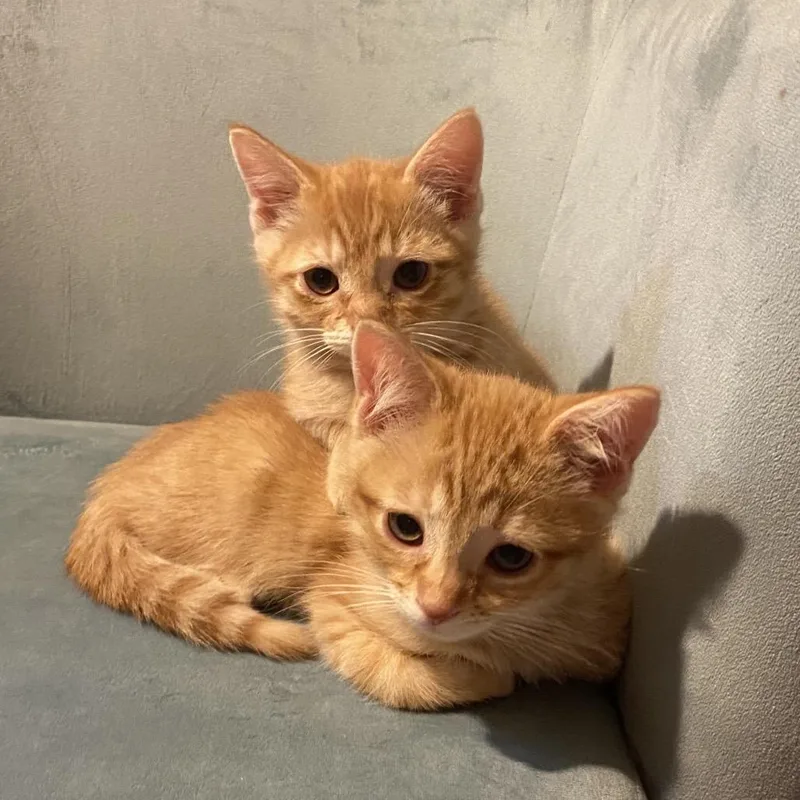 A baby small-sized female Orange / Red Domestic Short Hair cat named Tigger for adoption in Buffalo, MN