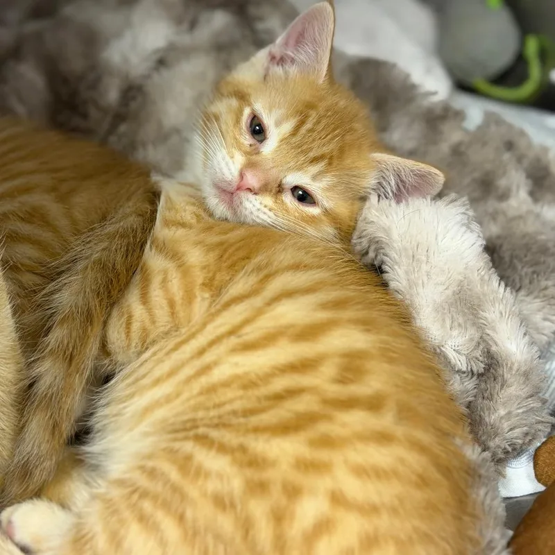 Tigger thumbnail 2