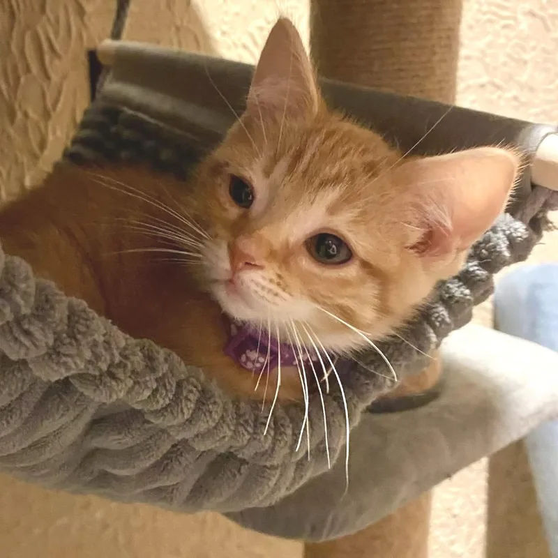 Tigger thumbnail 3