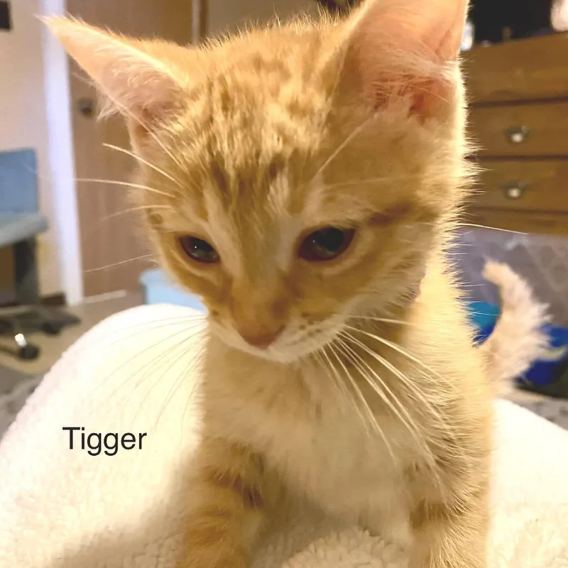 Tigger thumbnail 4