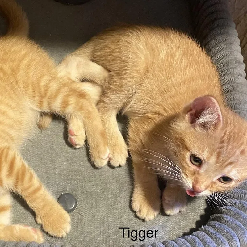 Tigger thumbnail 5