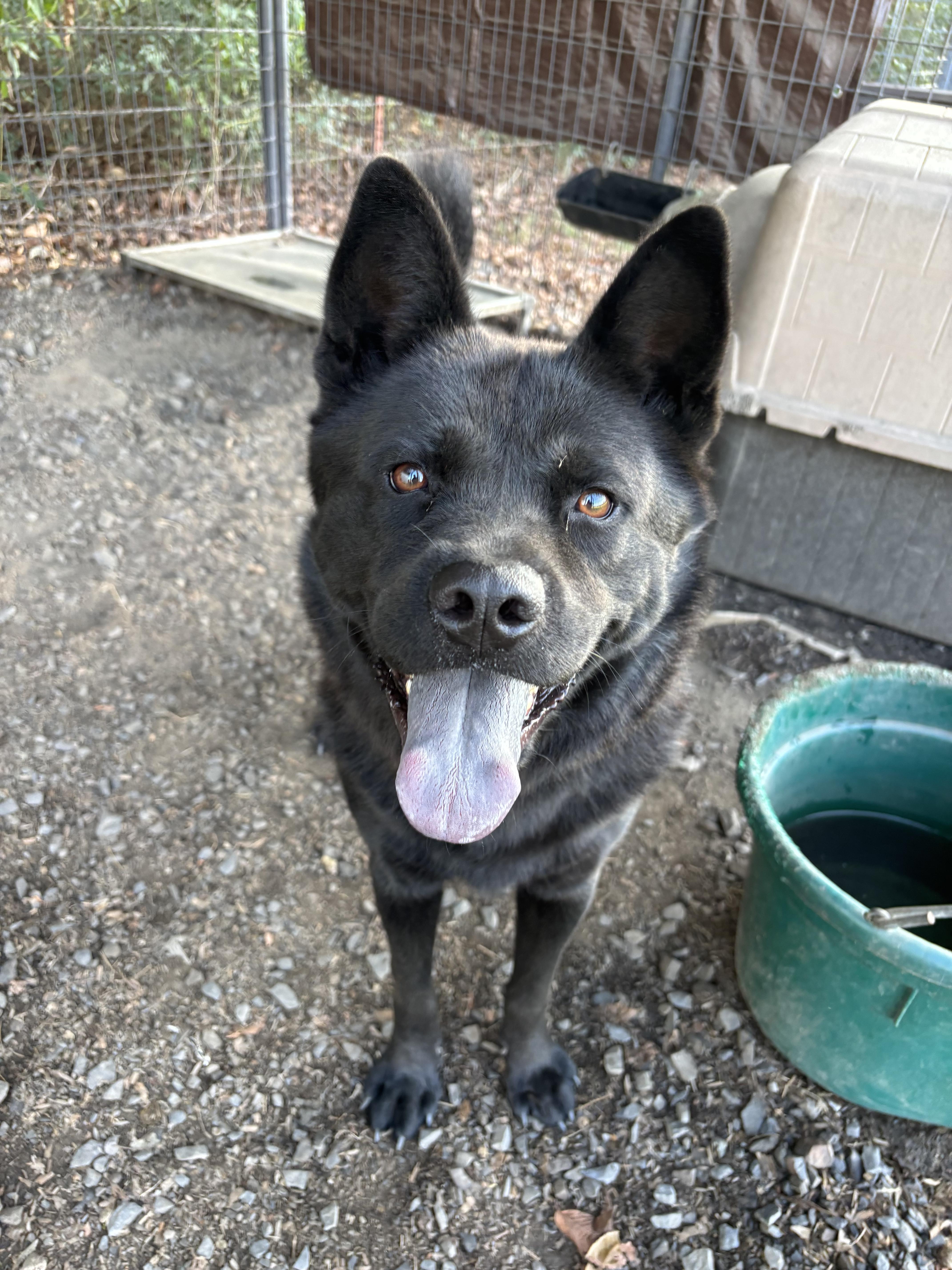 A young medium-sized male Chow Chow dog named Yogi for adoption in Zimmerman, MN