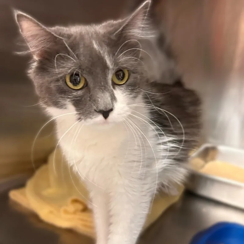 An adult medium-sized female Gray / Blue / Silver Domestic Long Hair cat named I Mean Poobah for adoption in Davenport, IA