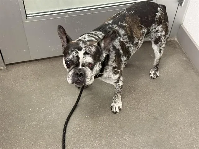 An adult small-sized male French Bulldog dog named Maxwell for adoption in Mesa, AZ