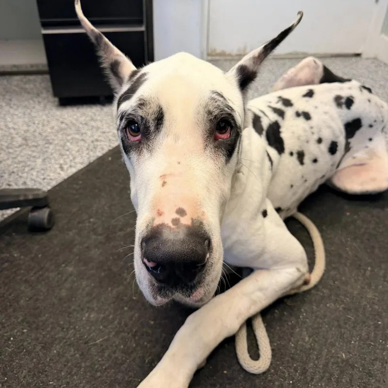 An adult extra large-sized male Harlequin Great Dane dog named Magnum for adoption in Phoenixville, PA