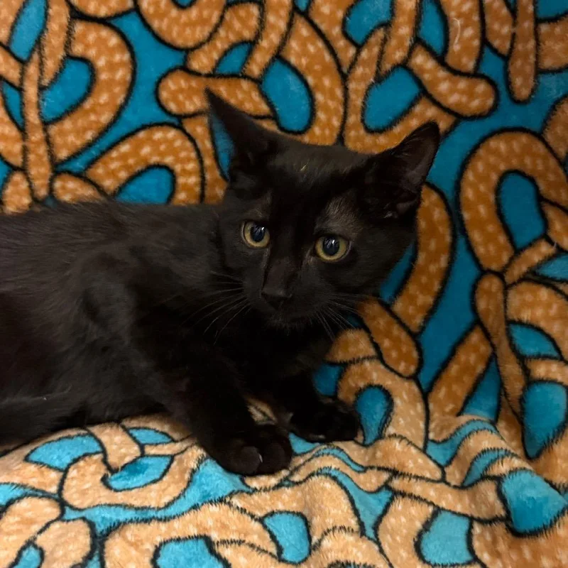 A baby small-sized male Black Domestic Short Hair cat named Eduardo for adoption in Newberg, OR