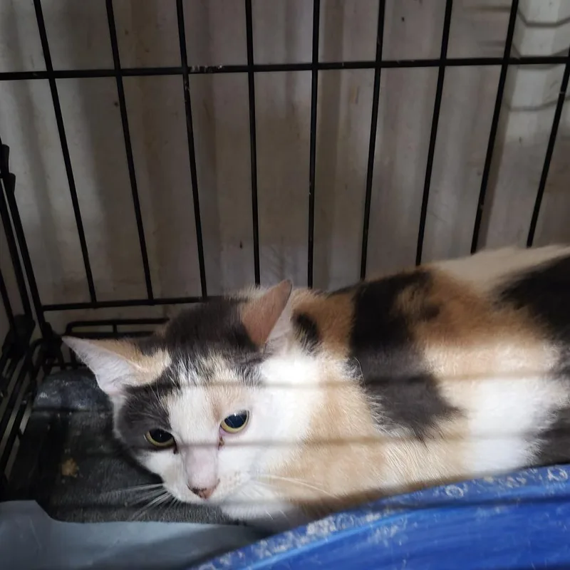 An adult small-sized female White Domestic Short Hair cat named Dolly for adoption in Durant, OK