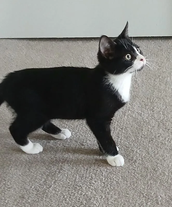 A baby medium-sized female Black & White / Tuxedo Domestic Short Hair cat named Princess for adoption in Colmar, PA