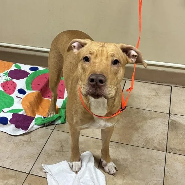 A young large-sized female Mixed Breed dog named Tawny for adoption in Troutdale, OR