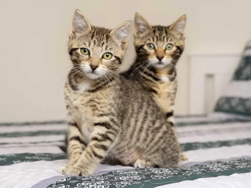 A baby large-sized male Tabby (Brown / Chocolate) Domestic Short Hair cat named Alder And Sitka Spruce for adoption in Seattle, WA