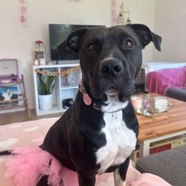 A young medium-sized female Pit Bull Terrier dog named Lulabell for adoption in San Luis Obispo, CA