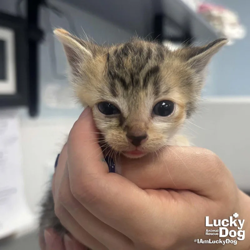 A baby medium-sized female Domestic Short Hair cat named Harlow for adoption in Washington, DC