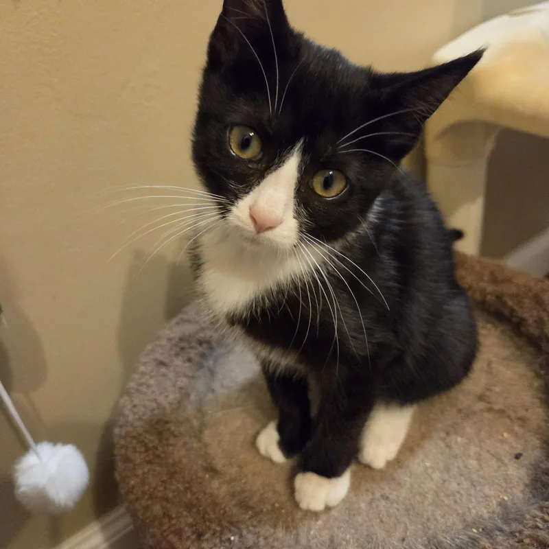 A baby medium-sized female Black & White / Tuxedo Domestic Short Hair cat named Dolly for adoption in Fort Oglethorpe, GA