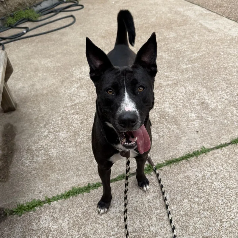 An adult medium-sized female Black Shepherd dog named Midnights for adoption in East Saint Louis, IL