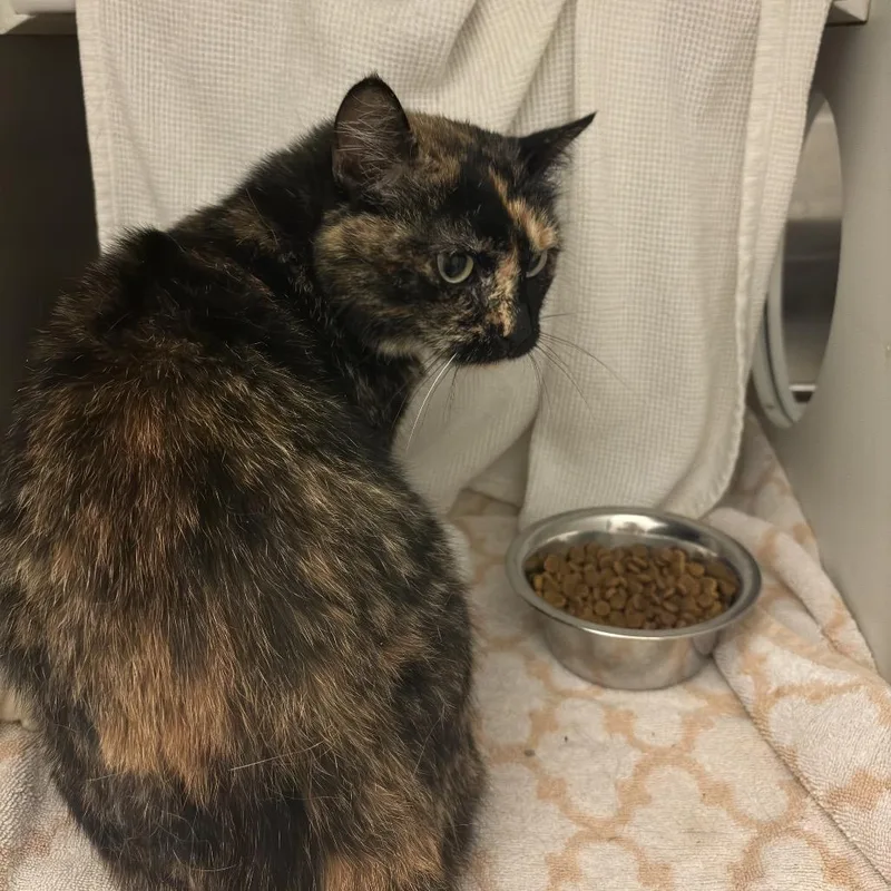 An adult medium-sized female Tortoiseshell Domestic Short Hair cat named Endora for adoption in Council Bluffs, IA