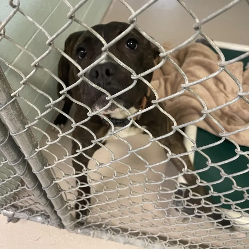 A young medium-sized male Brindle Mixed Breed dog named Otto for adoption in Newark, NJ