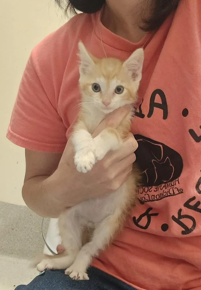 A baby small-sized male Orange & White Domestic Short Hair cat named Dandelion for adoption in Dickson, TN