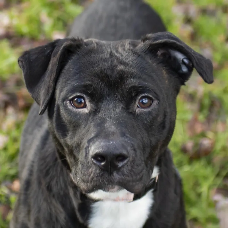 A senior medium-sized female Black Mixed Breed dog named Quinn for adoption in Middletown, RI