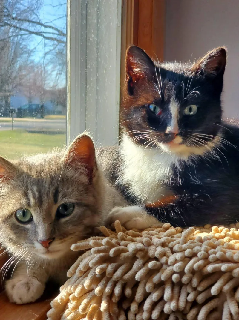 A young small-sized male Black & White / Tuxedo American Shorthair cat named Jack And Collins for adoption in Waverly, IA